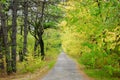 Highway, passing between autumn trees with yellow leaves.