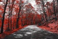 Highway Through Red Fall Forest Landscape Royalty Free Stock Photo
