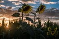 Field of sunflowers at sunset Royalty Free Stock Photo