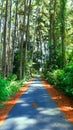 highway in tentena pine forest