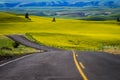 Highway through yellow canola fields in Eastern Washington state