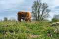 Higland cows Beuningen