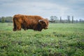 Higland cows Beuningen