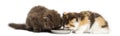 Higland straight and fold kittens eating from a bowl Royalty Free Stock Photo