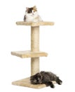 Higland straight and fold kittens lying on a cat tree, isolated Royalty Free Stock Photo