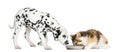 Higland straight kitten and Dalmatian puppy Royalty Free Stock Photo