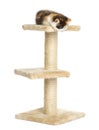 Higland straight kitten on top of a cat tree, looking down Royalty Free Stock Photo