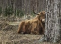 A higlander in the forest Royalty Free Stock Photo