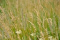 Flowering wild grass in a meadow - Poaceae