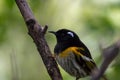 Hihi Bird, New Zealand, Close Up