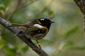 Hihi Bird, New Zealand, Male Plumage