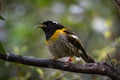 Hihi Bird, New Zealand, Singing In Forest