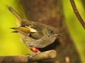 Hihi On Perch