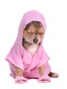 Hihuahua dressed with bathrobe and slippers Royalty Free Stock Photo