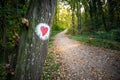 Hiiking trail in the mountain forest with a hiking mark on the tree trunk