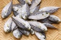 Dried spotnape ponyfish, Japanese delicacy food