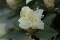 Hikage tsutsuji tree Rhododendron keiskei var. procumbens pale yellow flower Royalty Free Stock Photo