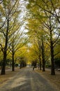 Hikarigaoka city, Tokyo Japan autumn leaves Royalty Free Stock Photo