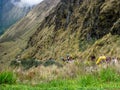 Hike on the ancient Inca Trail paved path to Machu Picchu. Peru. No people