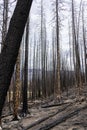 Hike in burnt black woods through the aftermaths of wildfire Royalty Free Stock Photo