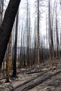 Hike in burnt black woods through the aftermaths of wildfire Royalty Free Stock Photo