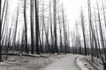 Hike in burnt black woods through the aftermaths of wildfire Royalty Free Stock Photo