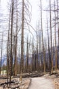 Hike in burnt black woods through the aftermaths of wildfire Royalty Free Stock Photo