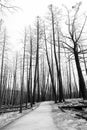 Hike in burnt black woods through the aftermaths of wildfire Royalty Free Stock Photo