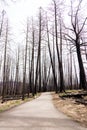 Hike in burnt black woods through the aftermaths of wildfire Royalty Free Stock Photo