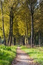 A hike in the forest during a autumn morning Royalty Free Stock Photo