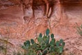 Cactus and Eroded Sandstone Near Moab