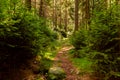 The hike path in a deep forest in table mountain Royalty Free Stock Photo