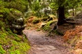 The hike path in a deep forest in table mountain Royalty Free Stock Photo