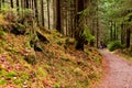 The hike path in a deep forest in table mountain Royalty Free Stock Photo