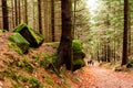 The hike path in a deep forest in table mountain Royalty Free Stock Photo