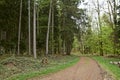 Hike path through a forest in spring, young green foliage Royalty Free Stock Photo