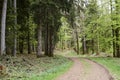 Hike path through a forest in spring, young green foliage Royalty Free Stock Photo