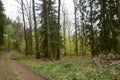 Hike path through a forest in spring, young green foliage Royalty Free Stock Photo