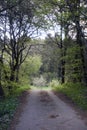 Hike path through a forest in spring, young green foliage Royalty Free Stock Photo