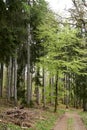 Hike path through a forest in spring, young green foliage Royalty Free Stock Photo