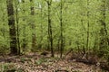 Hike path through a forest in spring, young green foliage Royalty Free Stock Photo
