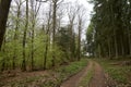 Hike path through a forest in spring, young green foliage Royalty Free Stock Photo