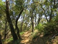 Hike path in forrest Royalty Free Stock Photo