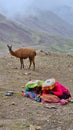 Hike peru alpaga alpaca lama locals mountain hike Royalty Free Stock Photo