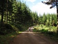 Hike in Pine Forest, Hogsback Royalty Free Stock Photo