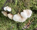 Common name: Toothed jelly fungus, scientific name: Pseudohydnum gelatinosum