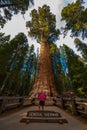 Hiker, admiring Giant Sequoia trees General Sherman Royalty Free Stock Photo