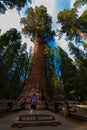 Hiker, admiring Giant Sequoia trees General Sherman Royalty Free Stock Photo