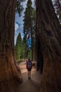 Hiker, admiring Giant Sequoia trees Royalty Free Stock Photo