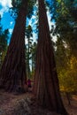 Hiker, admiring Giant Sequoia trees Royalty Free Stock Photo